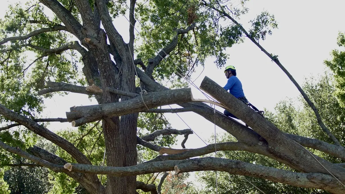 Professional Hazardous Tree Removal performed by certified arborists in Strawberry